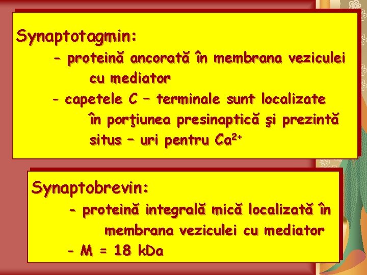 Synaptotagmin: - proteină ancorată în membrana veziculei cu mediator - capetele C – terminale