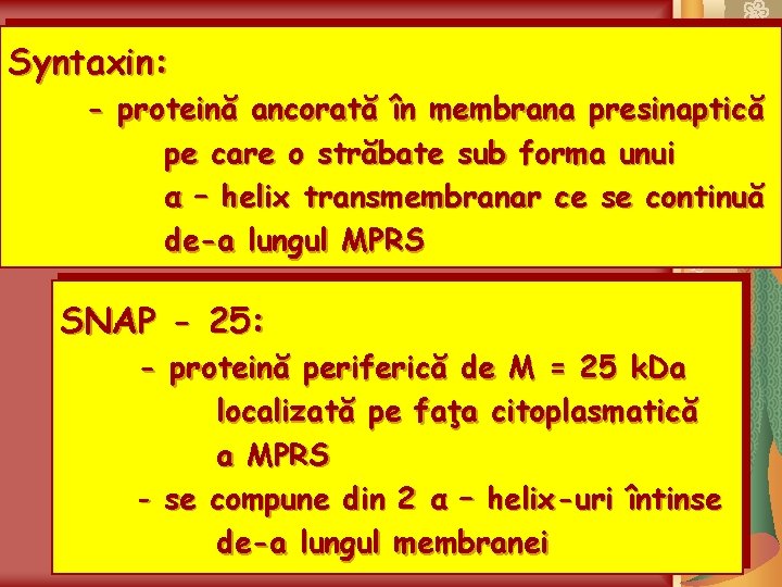 Syntaxin: - proteină ancorată în membrana presinaptică pe care o străbate sub forma unui