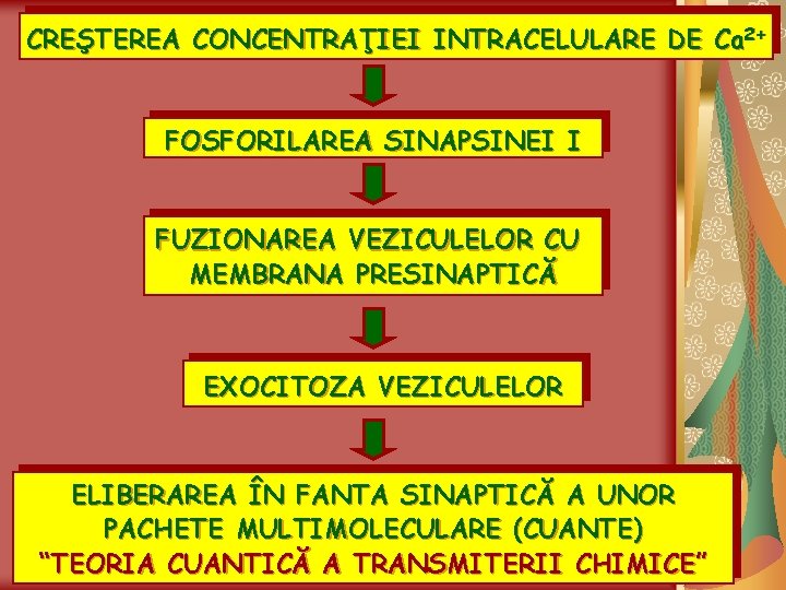 CREŞTEREA CONCENTRAŢIEI INTRACELULARE DE Ca 2+ FOSFORILAREA SINAPSINEI I FUZIONAREA VEZICULELOR CU MEMBRANA PRESINAPTICĂ