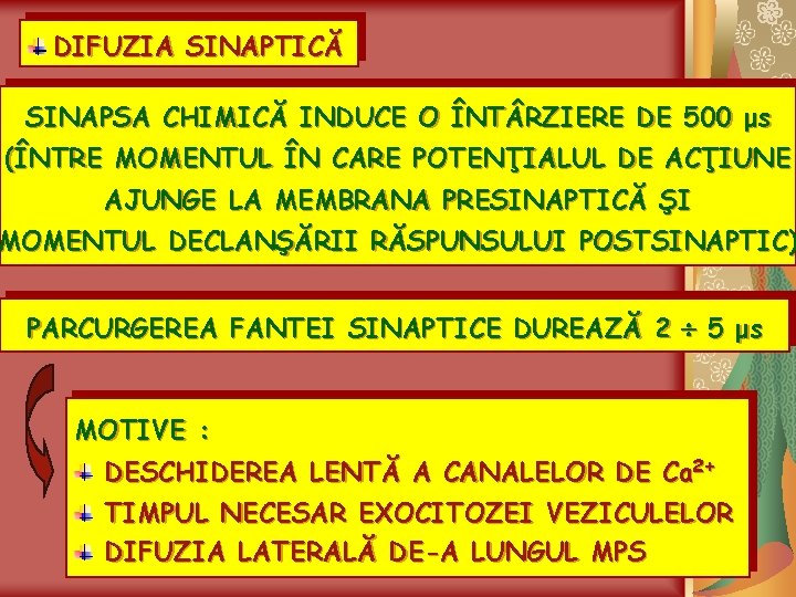 DIFUZIA SINAPTICĂ SINAPSA CHIMICĂ INDUCE O ÎNT RZIERE DE 500 μs (ÎNTRE MOMENTUL ÎN