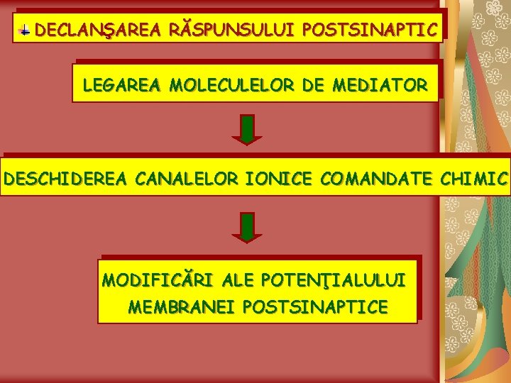 DECLANŞAREA RĂSPUNSULUI POSTSINAPTIC LEGAREA MOLECULELOR DE MEDIATOR DESCHIDEREA CANALELOR IONICE COMANDATE CHIMIC MODIFICĂRI ALE