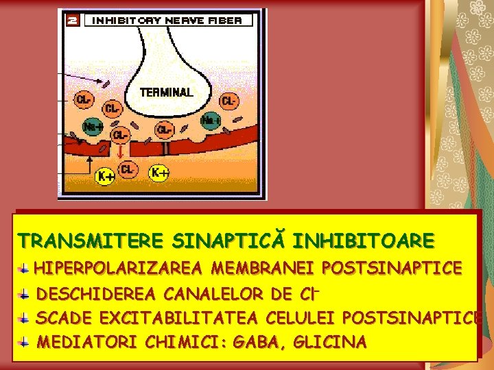 TRANSMITERE SINAPTICĂ INHIBITOARE HIPERPOLARIZAREA MEMBRANEI POSTSINAPTICE DESCHIDEREA CANALELOR DE Cl– SCADE EXCITABILITATEA CELULEI POSTSINAPTICE