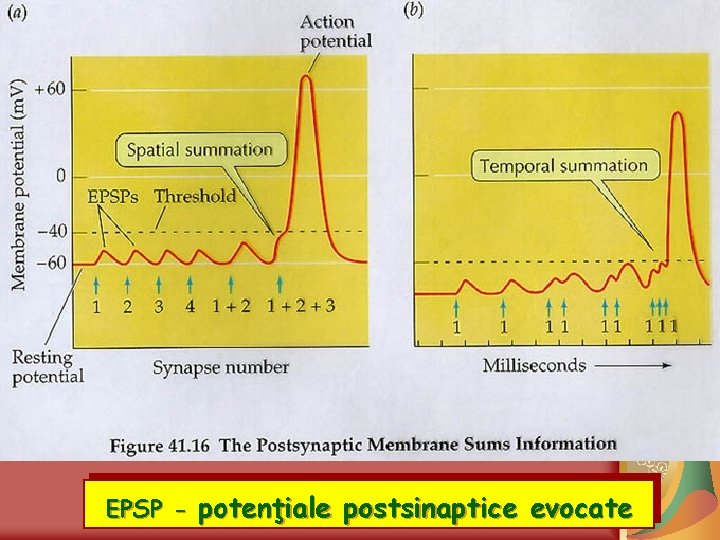 EPSP - potenţiale postsinaptice evocate 