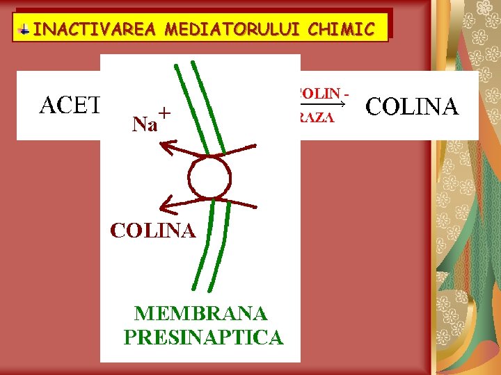 INACTIVAREA MEDIATORULUI CHIMIC 