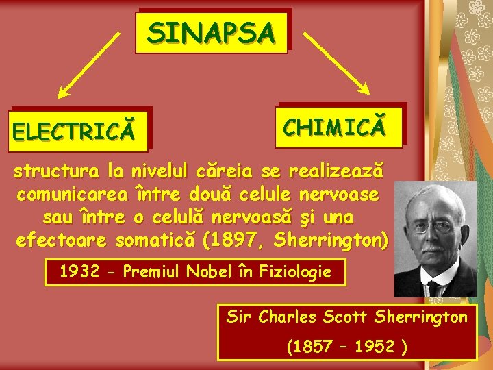 SINAPSA ELECTRICĂ CHIMICĂ structura la nivelul căreia se realizează comunicarea între două celule nervoase