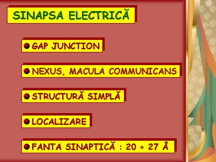 SINAPSA ELECTRICĂ GAP JUNCTION NEXUS, MACULA COMMUNICANS STRUCTURĂ SIMPLĂ LOCALIZARE FANTA SINAPTICĂ : 20