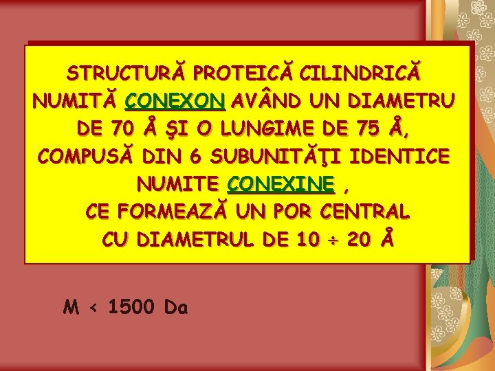 STRUCTURĂ PROTEICĂ CILINDRICĂ NUMITĂ CONEXON AV ND UN DIAMETRU DE 70 Å ŞI O