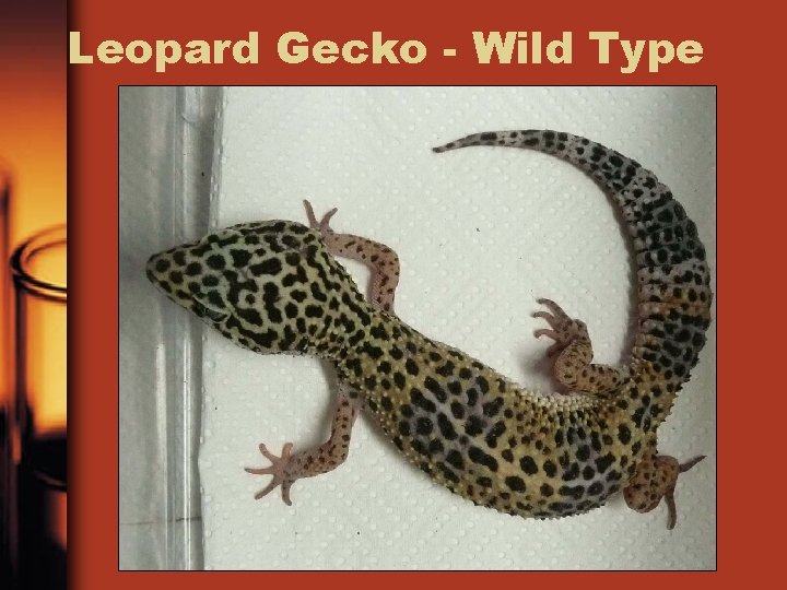 Leopard Gecko - Wild Type 