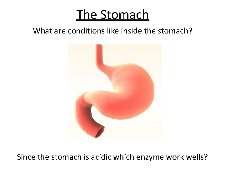 The Stomach What are conditions like inside the stomach? Since the stomach is acidic