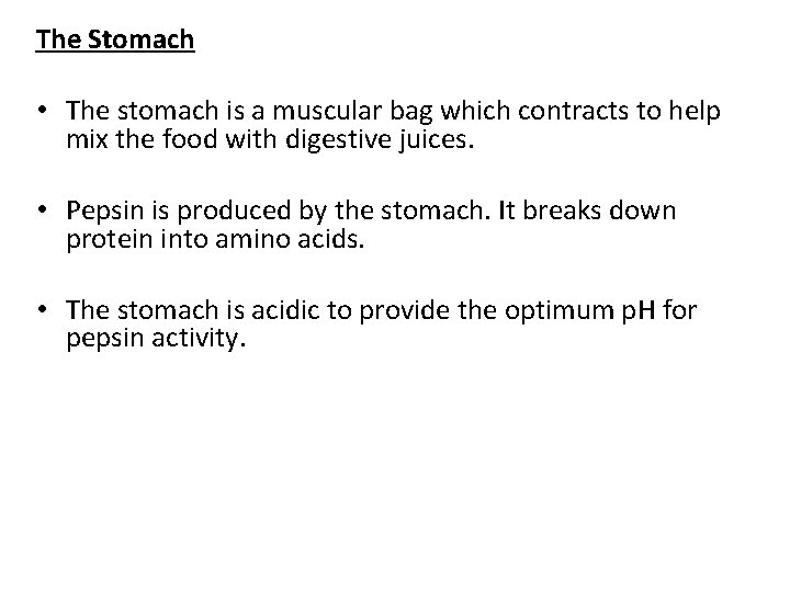 The Stomach • The stomach is a muscular bag which contracts to help mix
