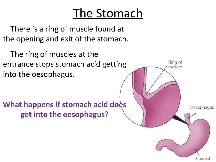 The Stomach There is a ring of muscle found at the opening and exit