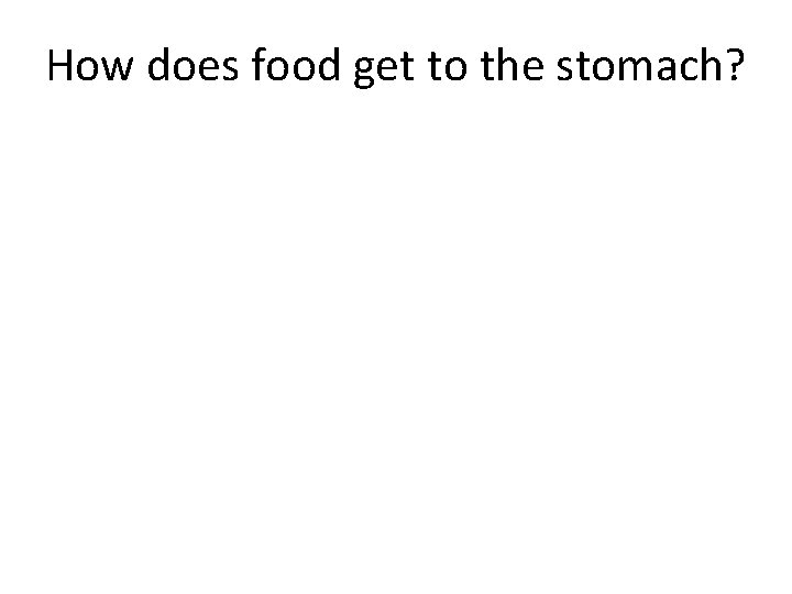 How does food get to the stomach? 