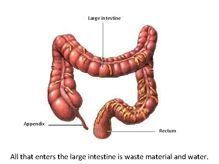 Large Intestine Large intestine Appendix Rectum All that enters the large intestine is waste