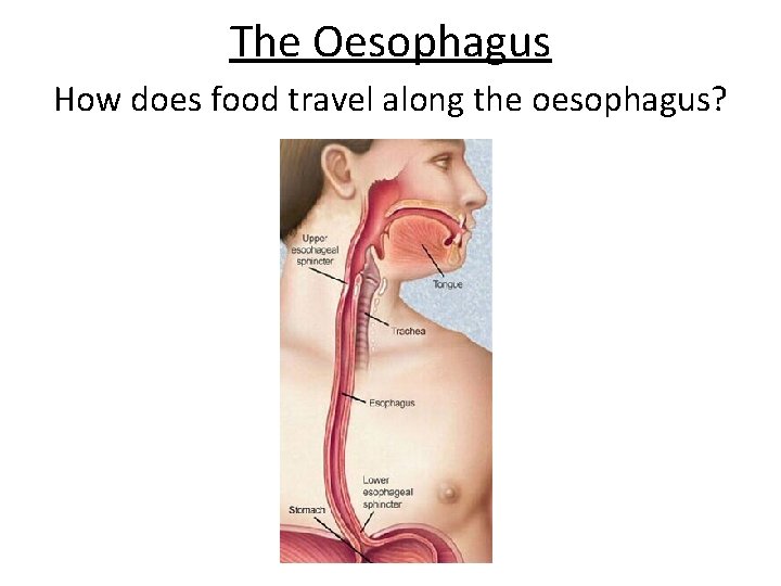 The Oesophagus How does food travel along the oesophagus? 
