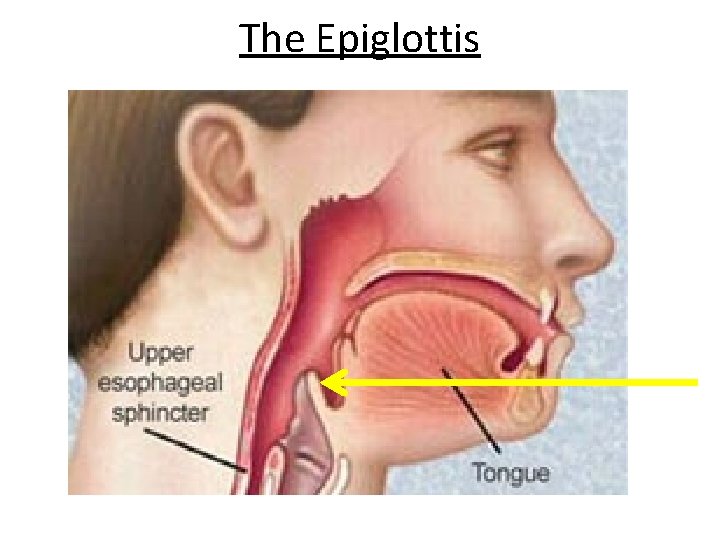 The Epiglottis 