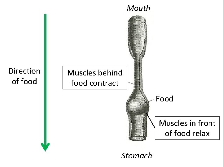 Mouth Direction of food Muscles behind food contract Food Muscles in front of food