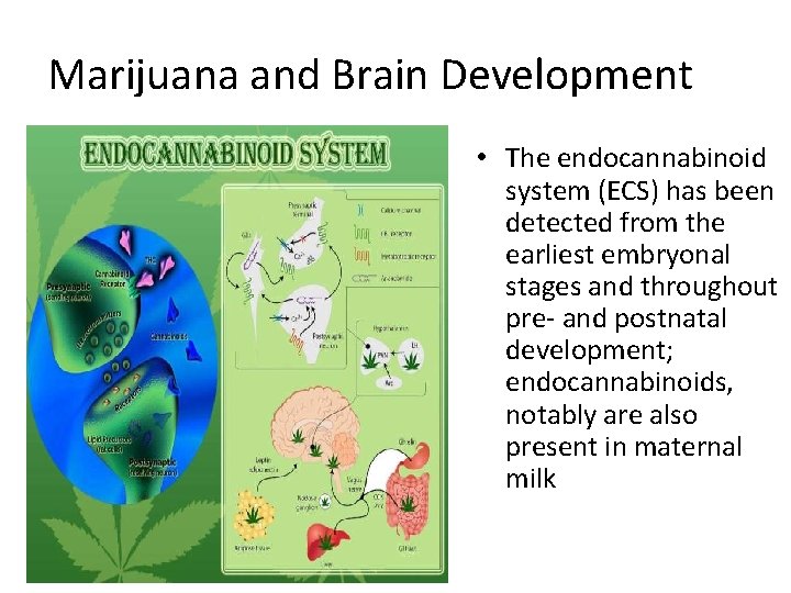 Marijuana and Brain Development • The endocannabinoid system (ECS) has been detected from the Marijuana and Brain Development • The endocannabinoid system (ECS) has been detected from the