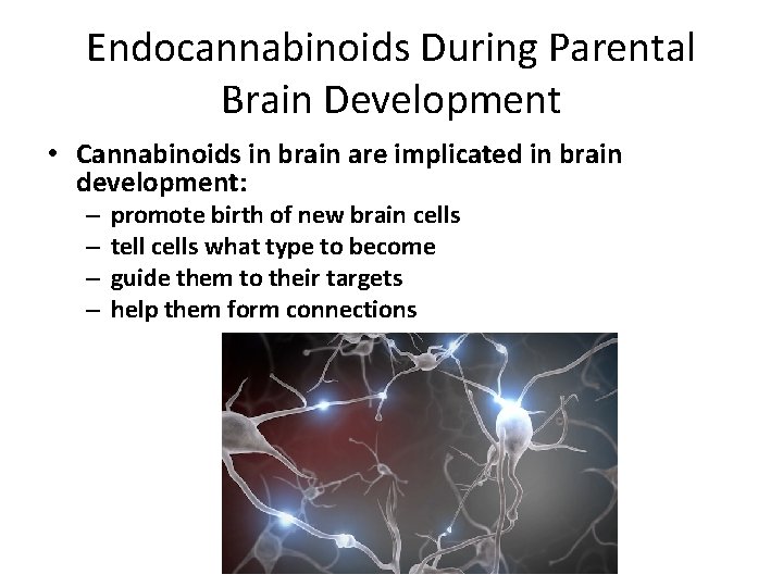 Endocannabinoids During Parental Brain Development • Cannabinoids in brain are implicated in brain development: Endocannabinoids During Parental Brain Development • Cannabinoids in brain are implicated in brain development: