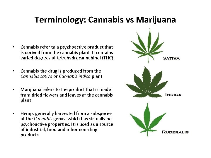 Terminology: Cannabis vs Marijuana • Cannabis refer to a psychoactive product that is derived Terminology: Cannabis vs Marijuana • Cannabis refer to a psychoactive product that is derived