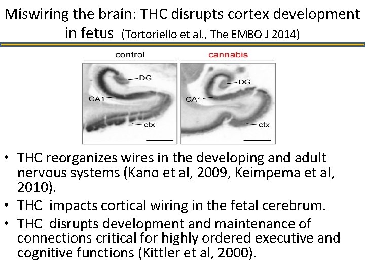 Miswiring the brain: THC disrupts cortex development in fetus (Tortoriello et al. , The Miswiring the brain: THC disrupts cortex development in fetus (Tortoriello et al. , The