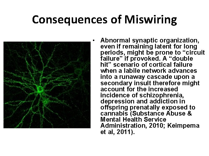 Consequences of Miswiring • Abnormal synaptic organization, even if remaining latent for long periods, Consequences of Miswiring • Abnormal synaptic organization, even if remaining latent for long periods,