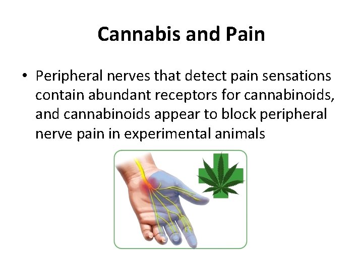 Cannabis and Pain • Peripheral nerves that detect pain sensations contain abundant receptors for Cannabis and Pain • Peripheral nerves that detect pain sensations contain abundant receptors for