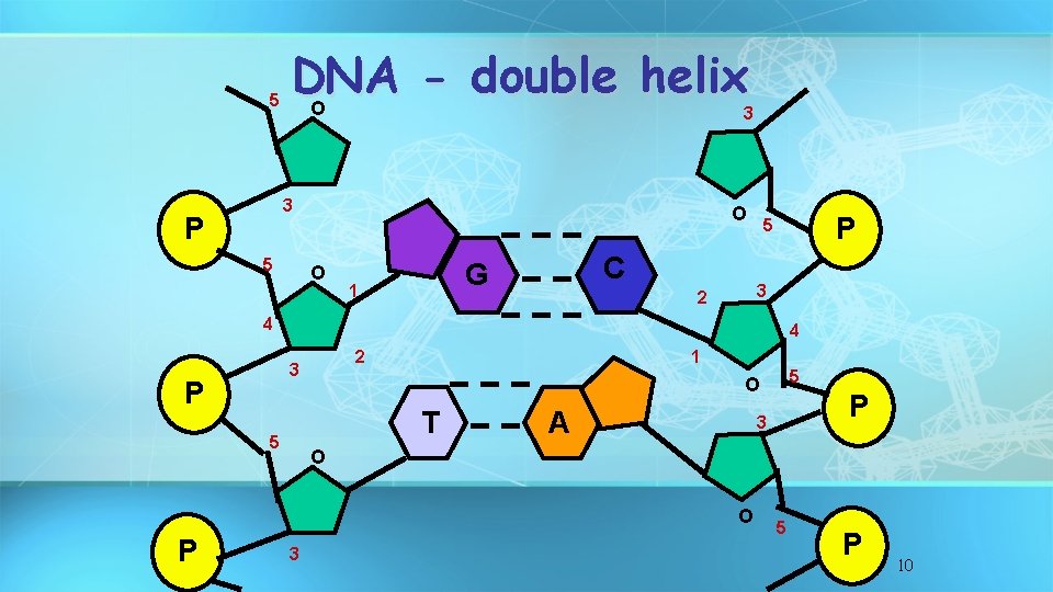 5 DNA double helix O 3 3 P 5 O O C G 1