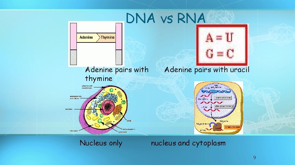 DNA vs RNA Adenine pairs with thymine Nucleus only Adenine pairs with uracil nucleus