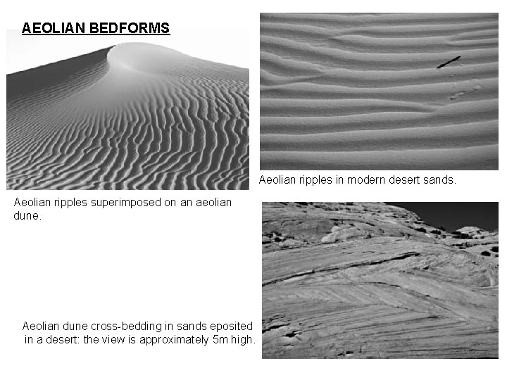 AEOLIAN BEDFORMS Aeolian ripples in modern desert sands. Aeolian ripples superimposed on an aeolian