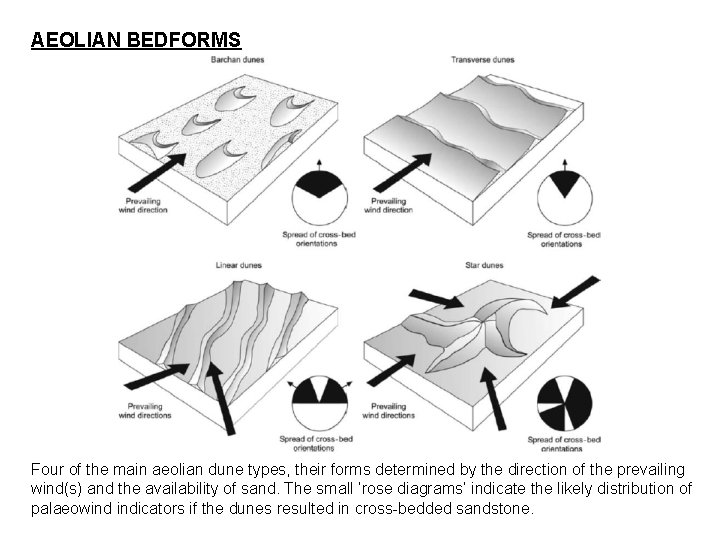 AEOLIAN BEDFORMS Four of the main aeolian dune types, their forms determined by the