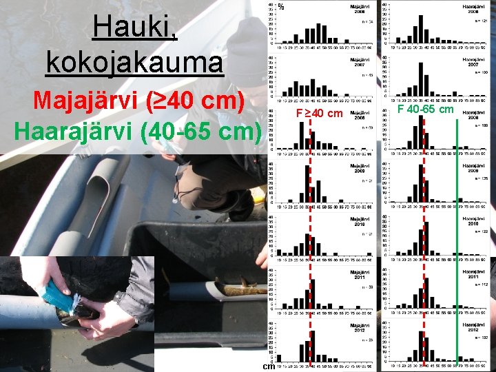 % Hauki, kokojakauma Majajärvi (≥ 40 cm) Haarajärvi (40 -65 cm) F ≥ 40