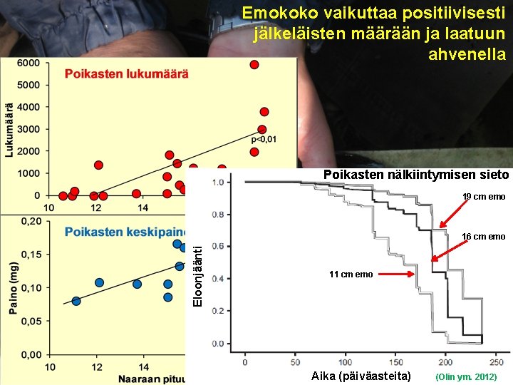 Emokoko vaikuttaa positiivisesti jälkeläisten määrään ja laatuun ahvenella Poikasten nälkiintymisen sieto 19 cm emo