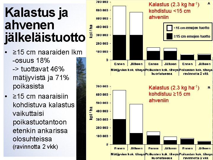 Kalastus (2. 3 kg ha-1) kohdistuu <15 cm ahveniin Kalastus ja ahvenen jälkeläistuotto •