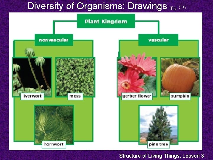 Diversity of Organisms: Drawings (pg. 53) Structure of Living Things: Lesson 3 Diversity of Organisms: Drawings (pg. 53) Structure of Living Things: Lesson 3