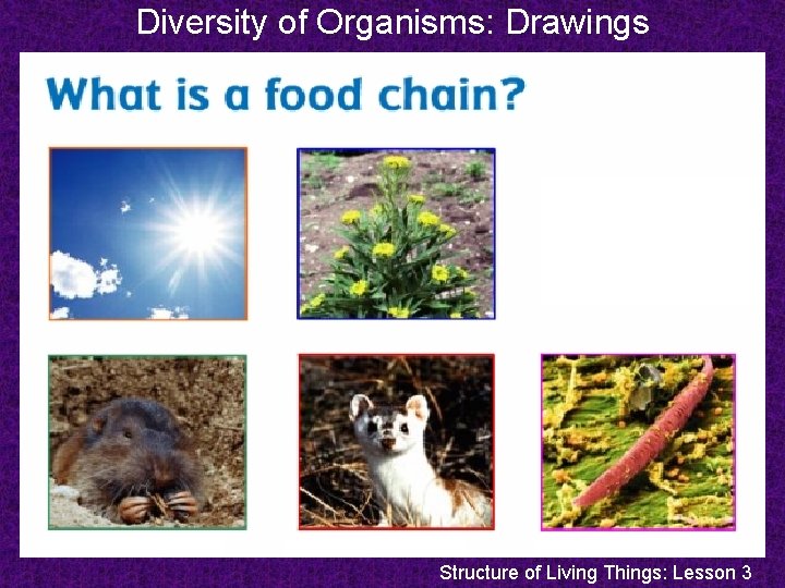 Diversity of Organisms: Drawings Structure of Living Things: Lesson 3 Diversity of Organisms: Drawings Structure of Living Things: Lesson 3