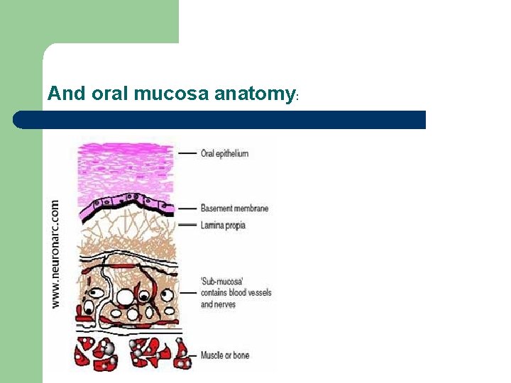 And oral mucosa anatomy: And oral mucosa anatomy:
