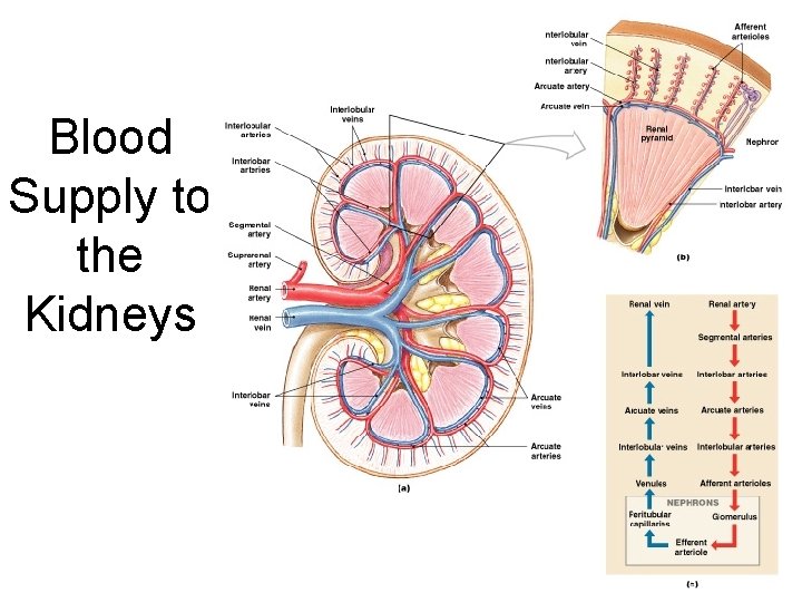 Blood Supply to the Kidneys Figure 26– 5 
