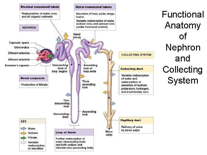 Functional Anatomy of Nephron and Collecting System Figure 26– 6 