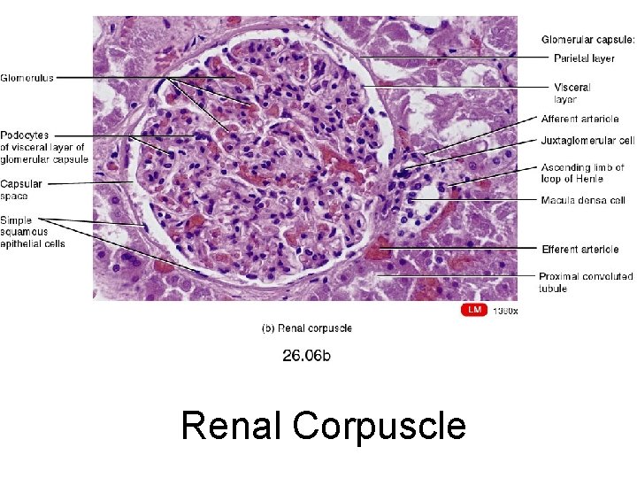 Renal Corpuscle 
