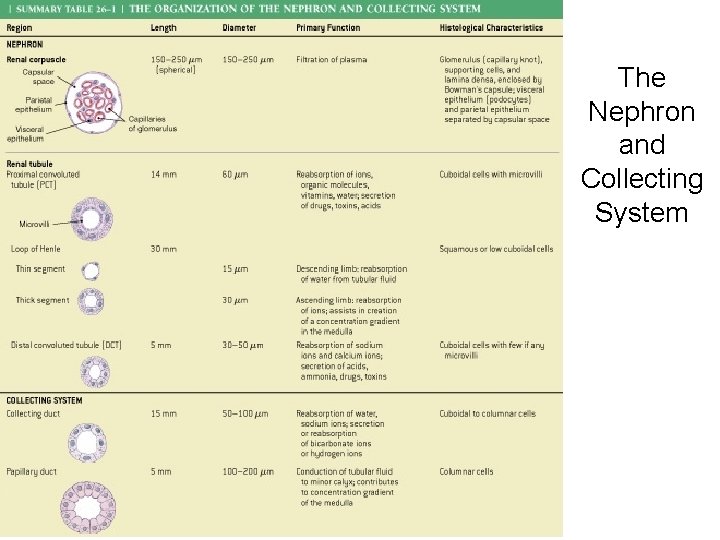 The Nephron and Collecting System Table 26– 1 