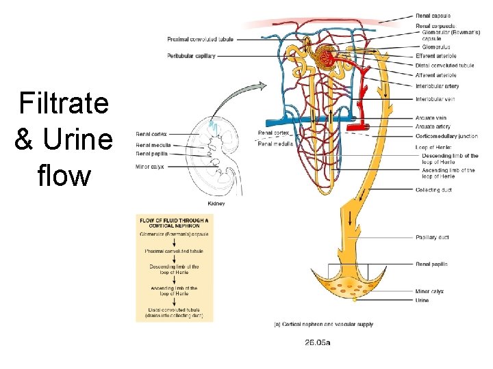 Filtrate & Urine flow 