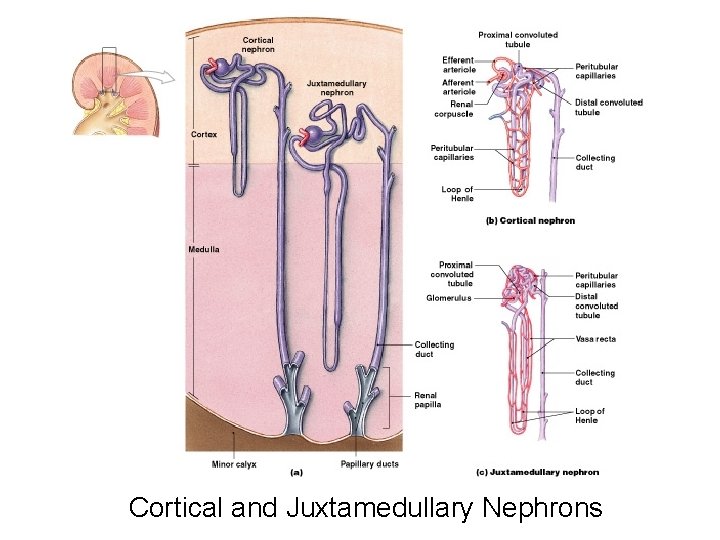 Cortical and Juxtamedullary Nephrons Figure 26– 7 