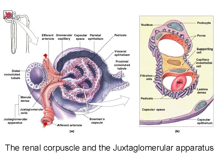 The renal corpuscle and the Juxtaglomerular apparatus 