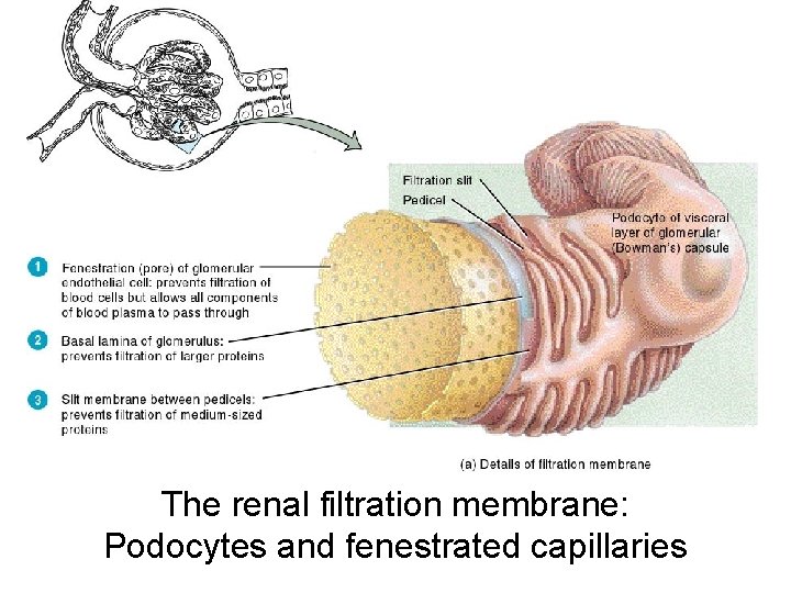 The renal filtration membrane: Podocytes and fenestrated capillaries 