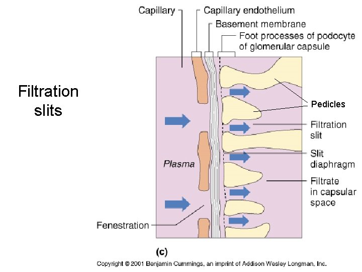 Filtration slits Pedicles 