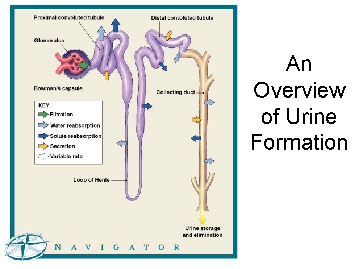 An Overview of Urine Formation Figure 26– 9 (Navigator) 