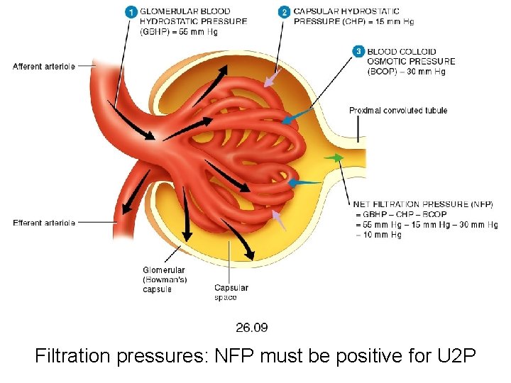 Filtration pressures: NFP must be positive for U 2 P 