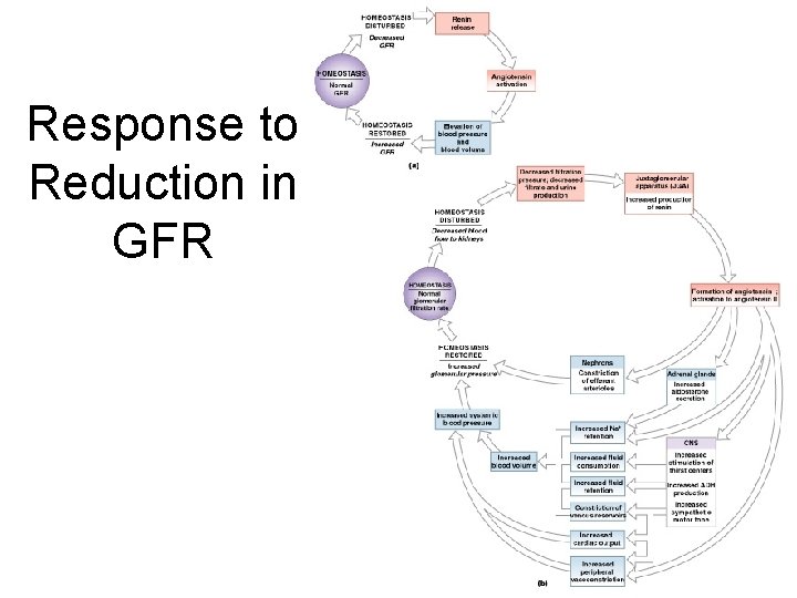 Response to Reduction in GFR Figure 26– 11 