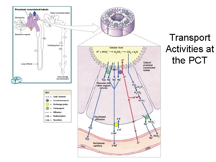 Transport Activities at the PCT Figure 26– 12 (Navigator) 