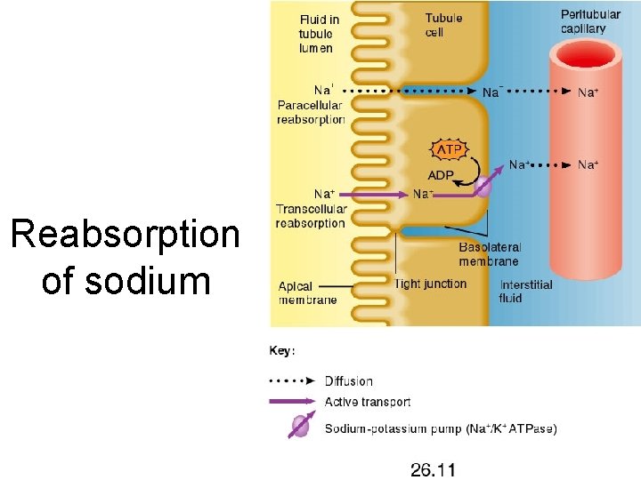 Reabsorption of sodium 